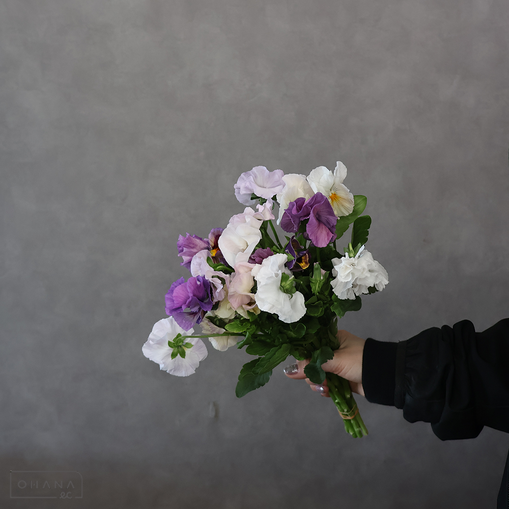 パンジー　栞　30CM