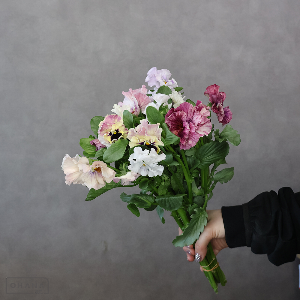 パンジー　キャンティ　3-35