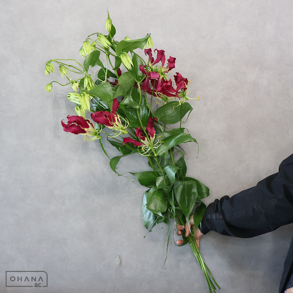 グロリオサ　シキブ  ※パープル！　優2L