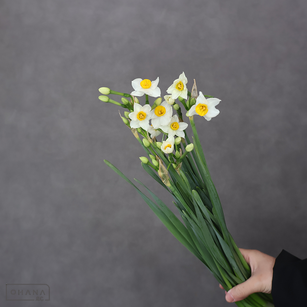 日本水仙　秀 50-40cm4枝