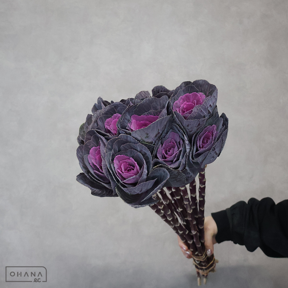 葉ぼたん　初紅 Ａ 50cm