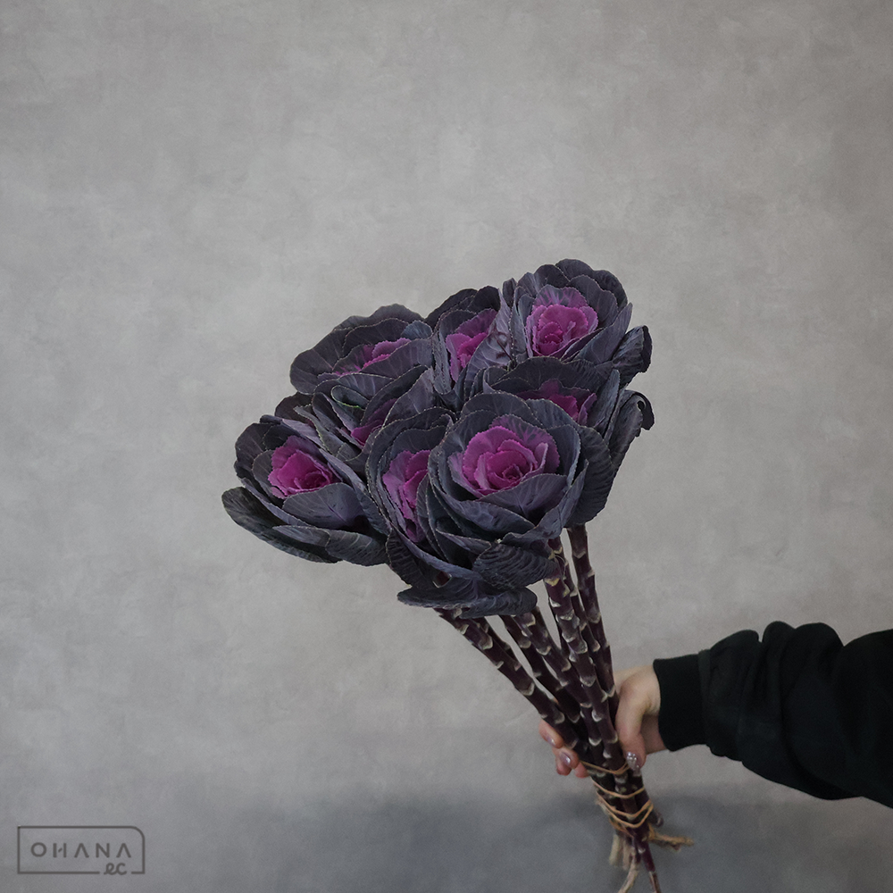 葉ぼたん　初紅 Ａ 45cm