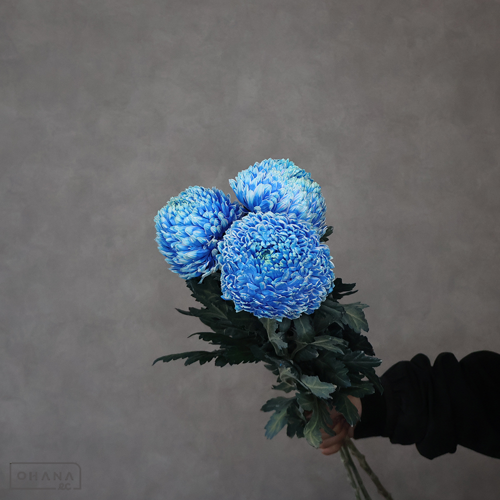 マム　ピオニーマム 染ブルー  65cm