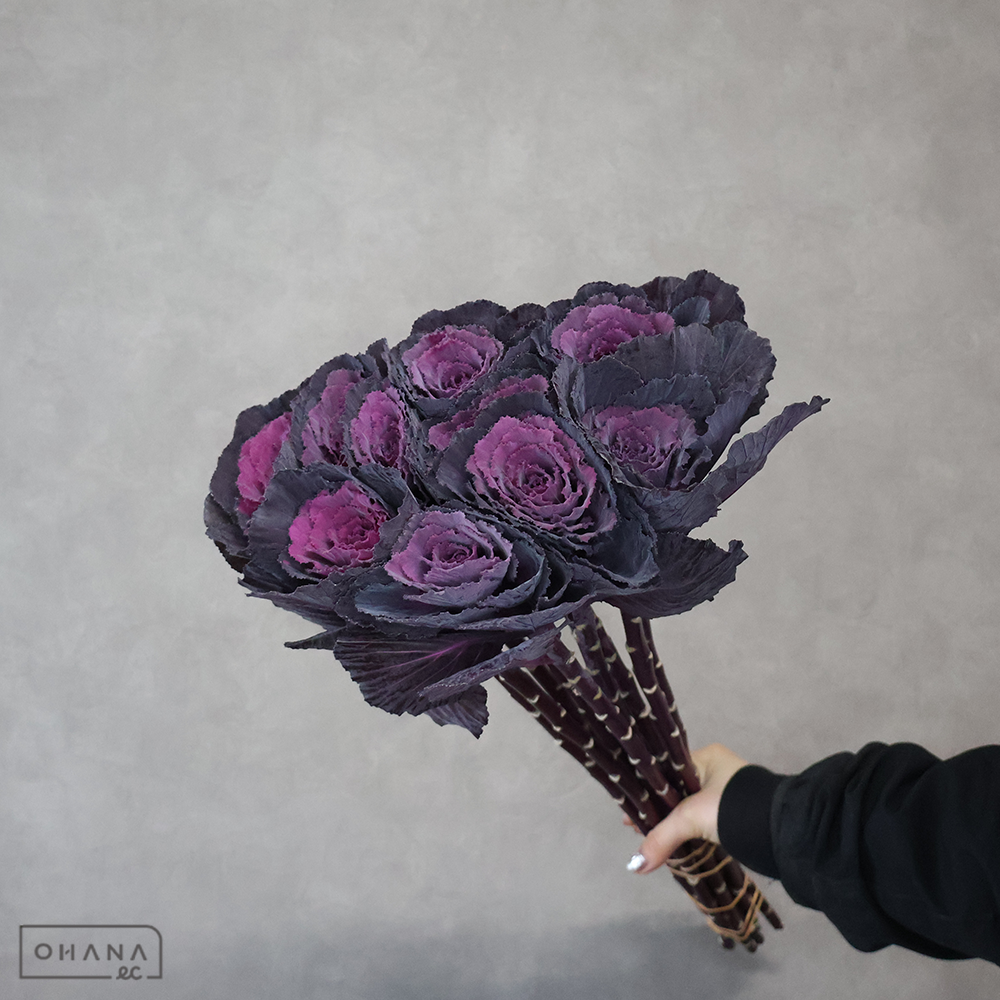 葉ぼたん　エレガンス Ａ 60cm 55cm