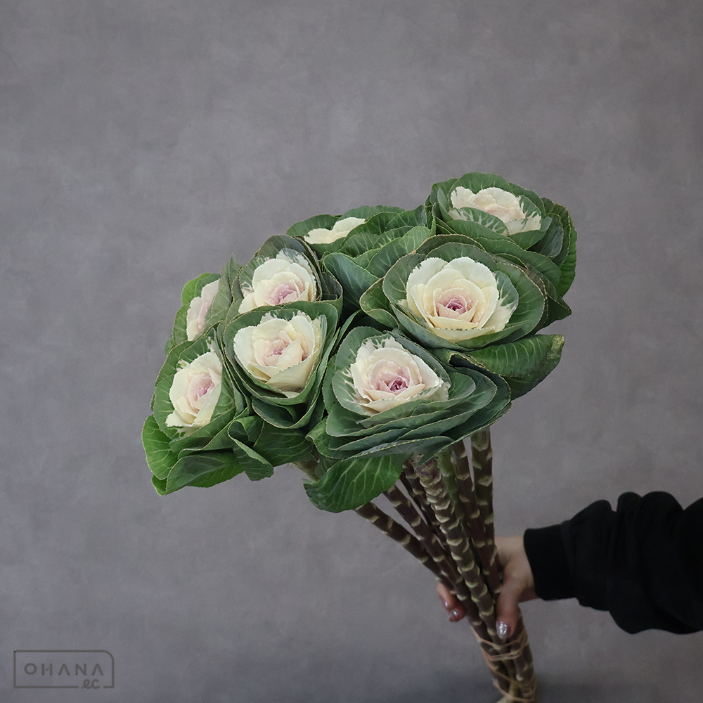 葉ぼたん　晴姿 Ａ 60-55cm