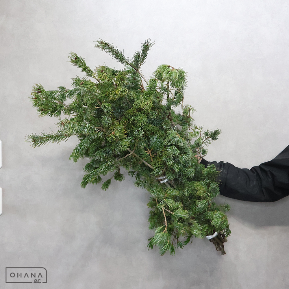 五葉松　 約90cm