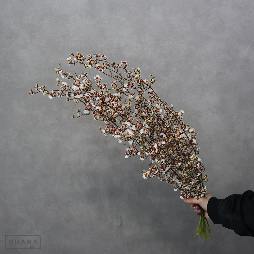 オンシジューム　スターアップル　3L 65cm