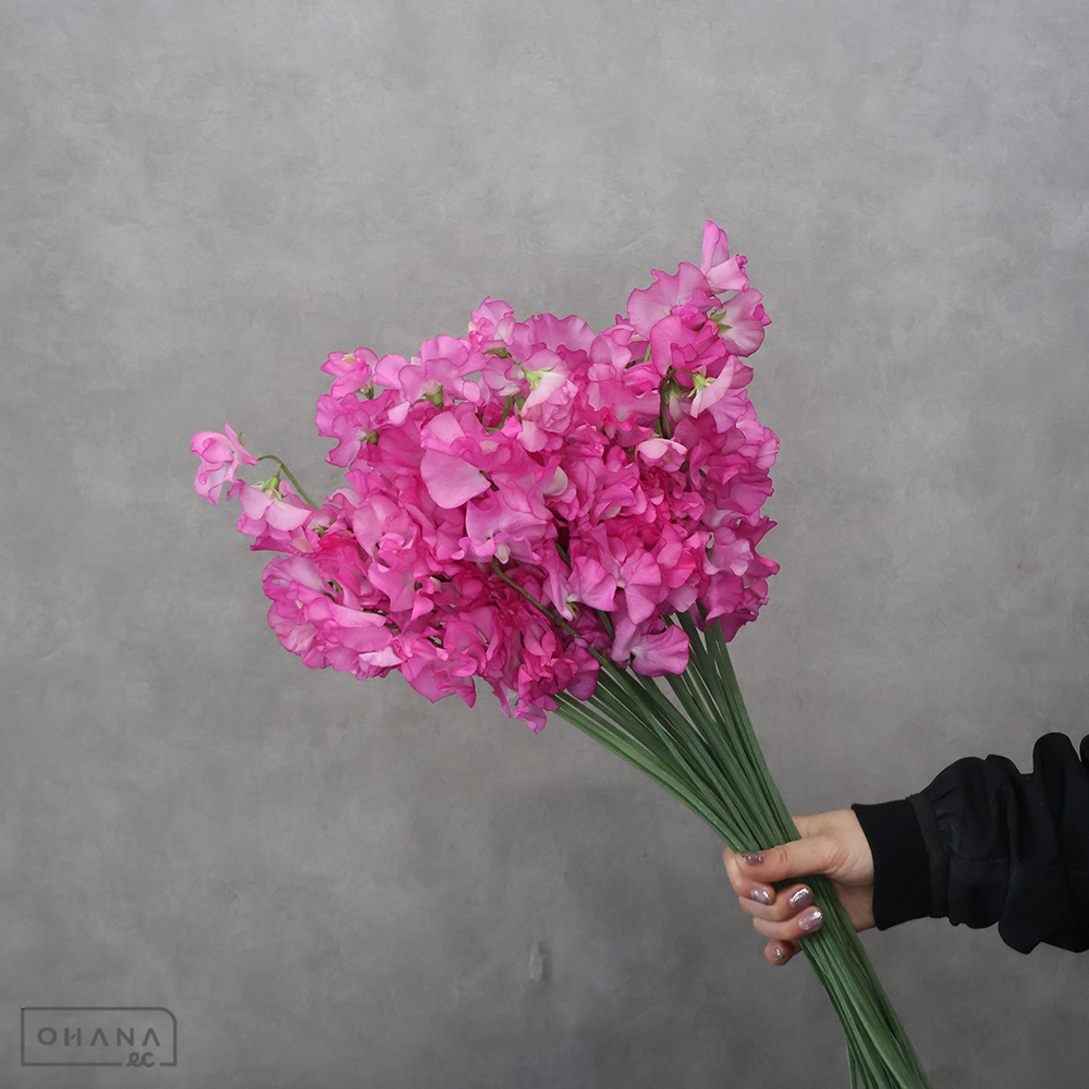 スイトピー レディーアグネス　2L 4輪