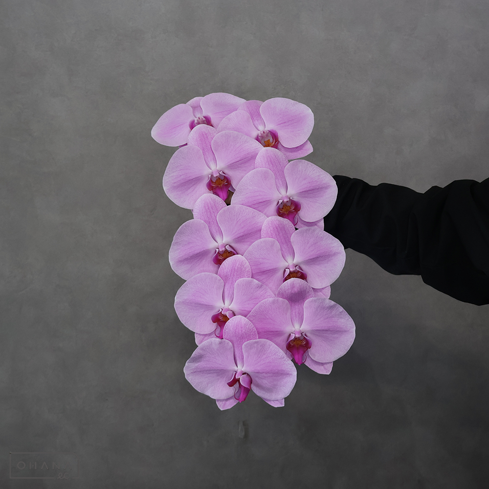 【SALE】コチョウラン　ピンクチャンピオン　7～ 8輪　※クレーム対象外