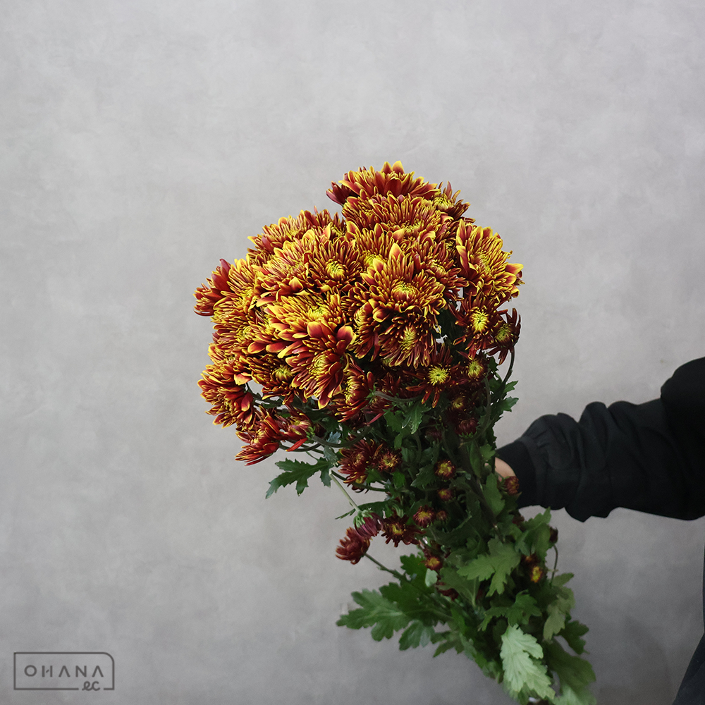 スプレーマム リリーク ※デコラ咲　秀2L