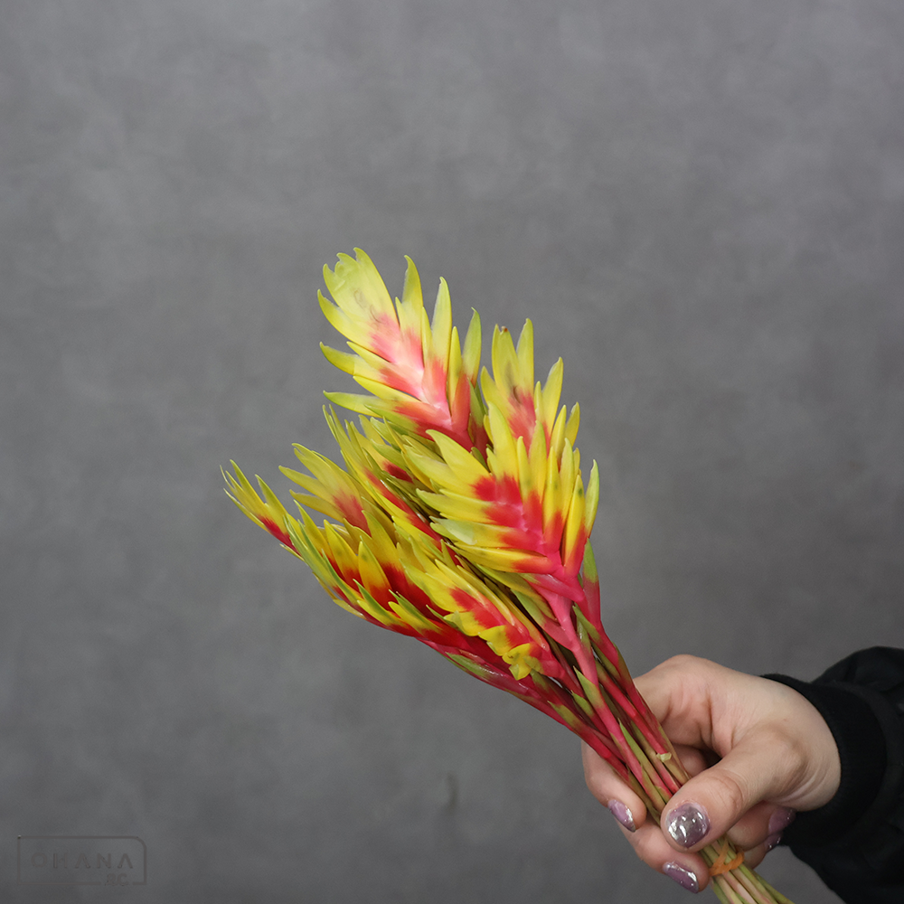 インコアナナス　25cm ※20本束