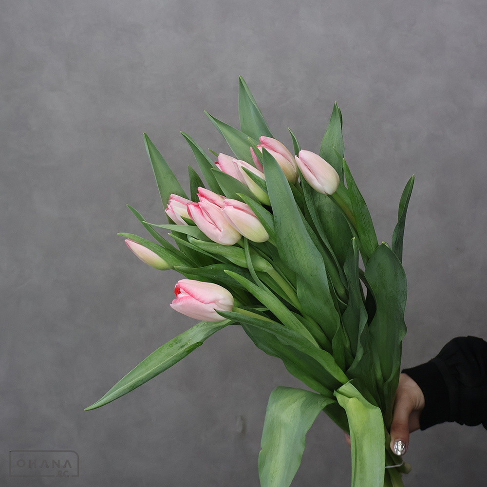 【SALE】チューリップ　ガンダーズラプソディ ※葉破れあり　秀2L　※クレーム対象外