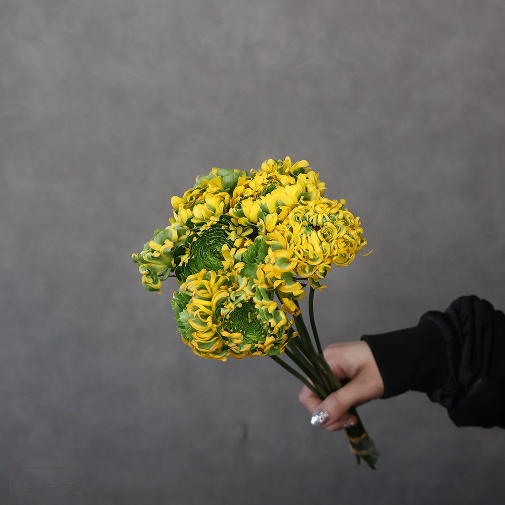 【SALE】ラナンキュラス　メルリーノ　Ａ 35-30cmﾎﾟﾝﾎﾟﾝ　※クレーム対象外