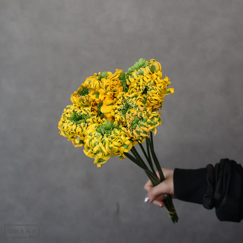 【SALE】ラナンキュラス　メルリーノ　Ａ 40cmﾎﾟﾝﾎﾟﾝ　※クレーム対象外