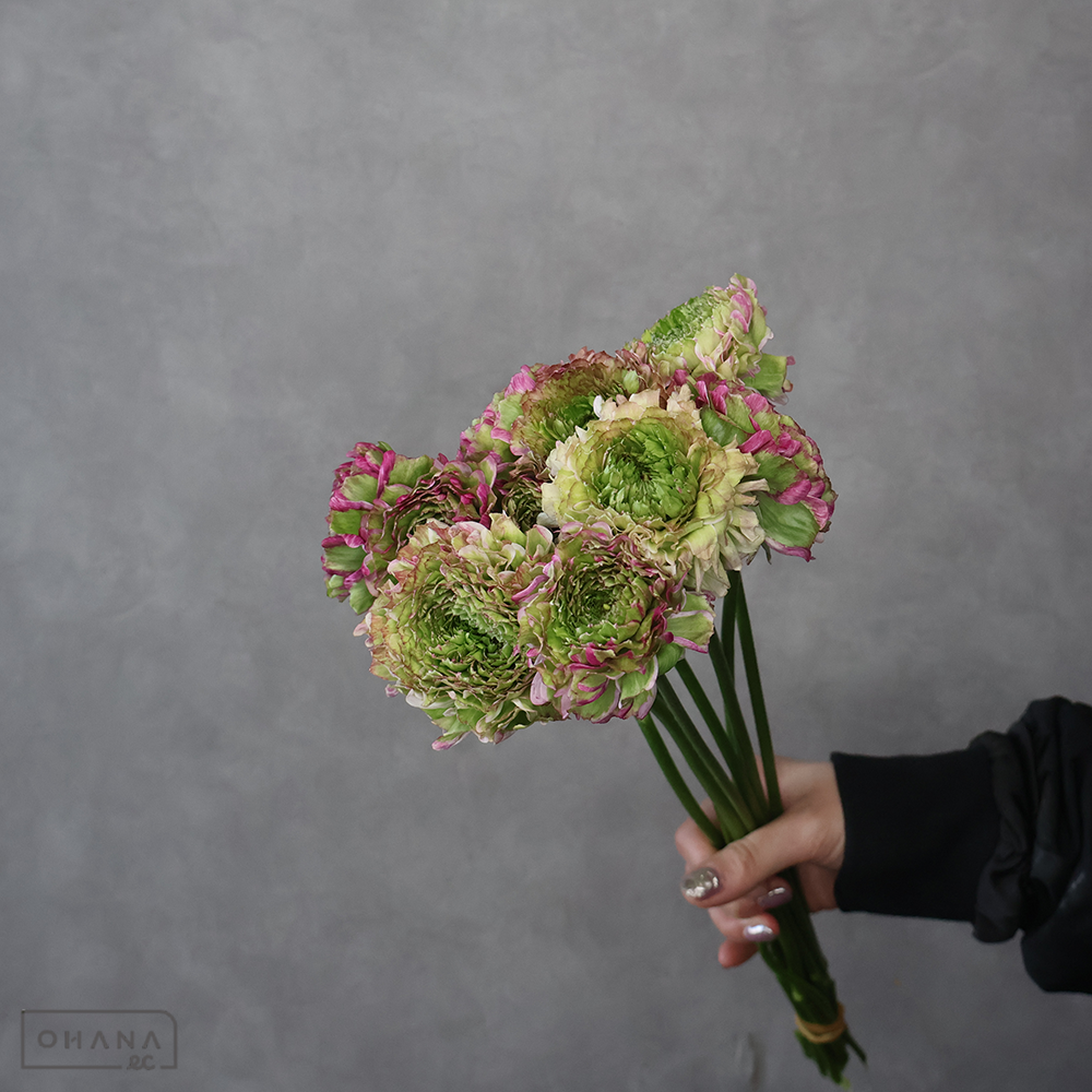 【SALE】ラナンキュラス　マルヴァ　Ａ 40cmﾎﾟﾝﾎﾟﾝ　※クレーム対象外