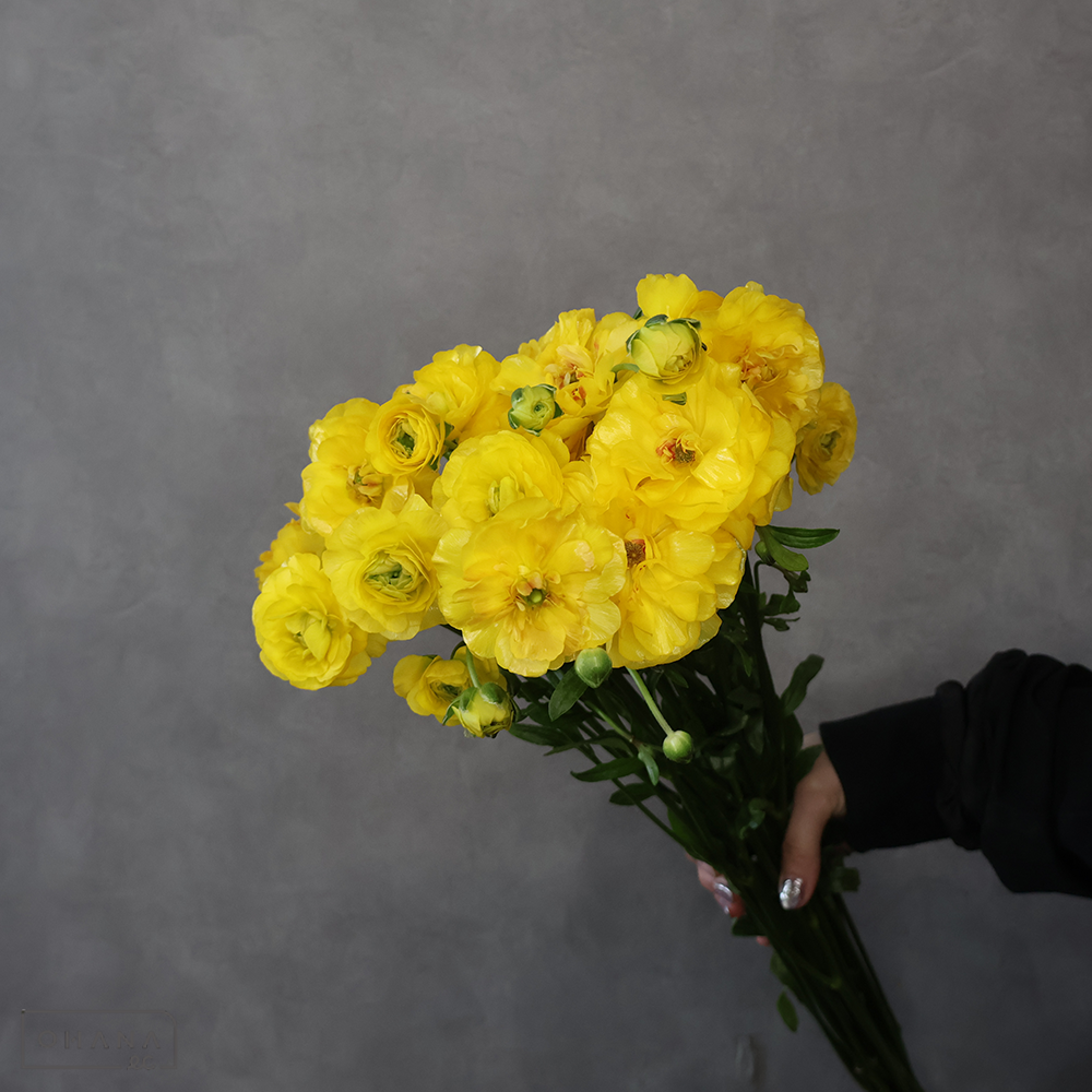 【SALE】ラナンキュラス　マーヤ　Ａ 55cmﾗｯｸｽ　※クレーム対象外