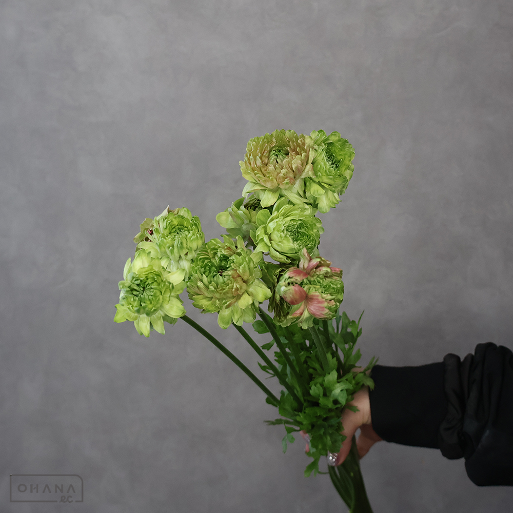 【SALE】ラナンキュラス　フレジス　秀 50cm　※クレーム対象外