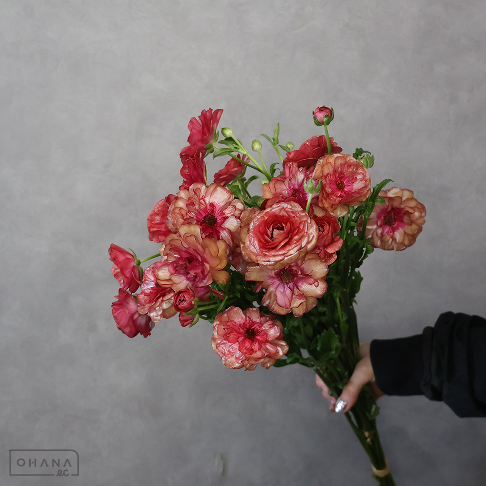 【SALE】ラナンキュラス　フレア　Ａ 55cmﾗｯｸｽ　※クレーム対象外