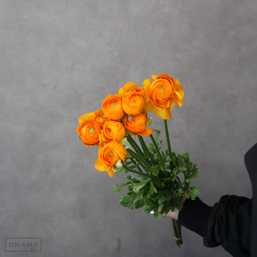 【SALE】ラナンキュラス　ディーニュ　秀 50cm　※クレーム対象外