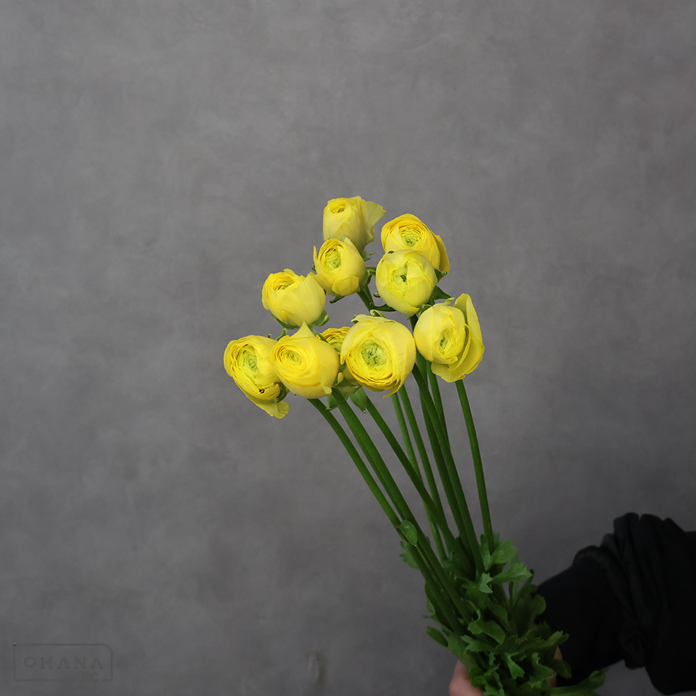 【SALE】ラナンキュラス　サントロペ　秀 50cm　※クレーム対象外