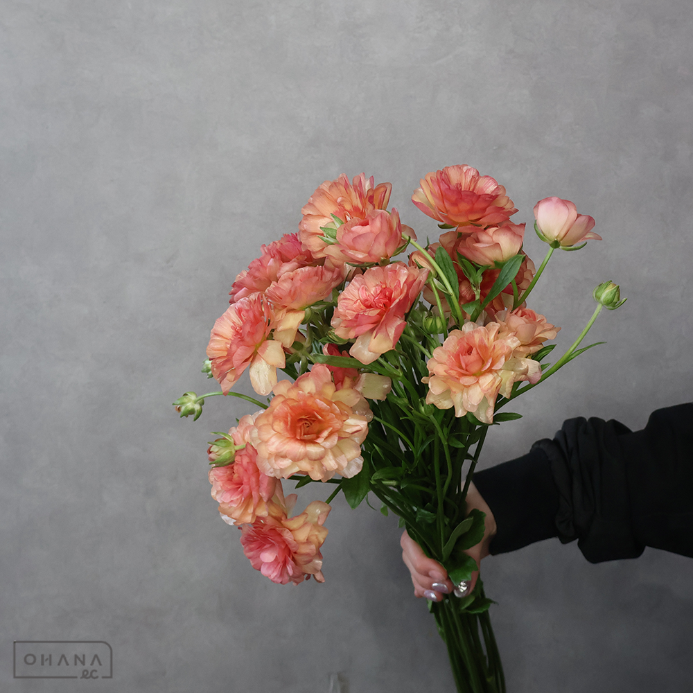 【SALE】ラナンキュラス　エリス　Ａ 60cmﾗｯｸｽ　※クレーム対象外