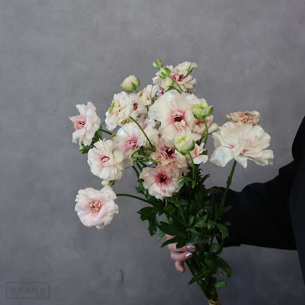 【SALE】ラナンキュラス　アリアドネ　Ａ 50cmﾗｯｸｽ　※クレーム対象外