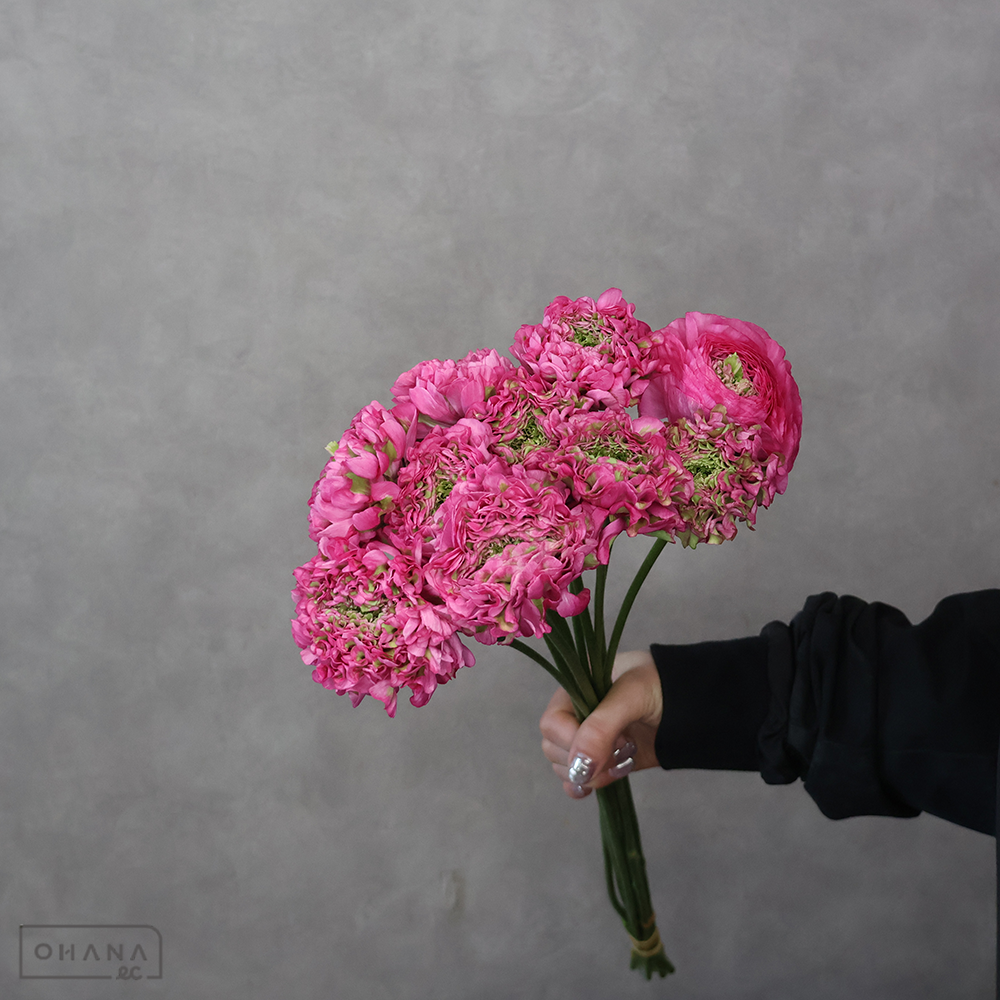 【SALE】ラナンキュラス　アラジン　Ａ 50cmﾎﾟﾝﾎﾟﾝ　※クレーム対象外