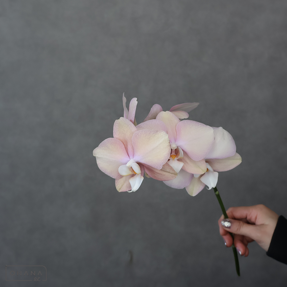 【SALE】ミディコチョウラン　デューク　秀　※クレーム対象外