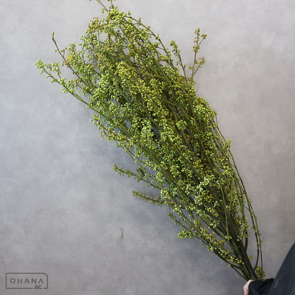 アオモジ　　　 80cm