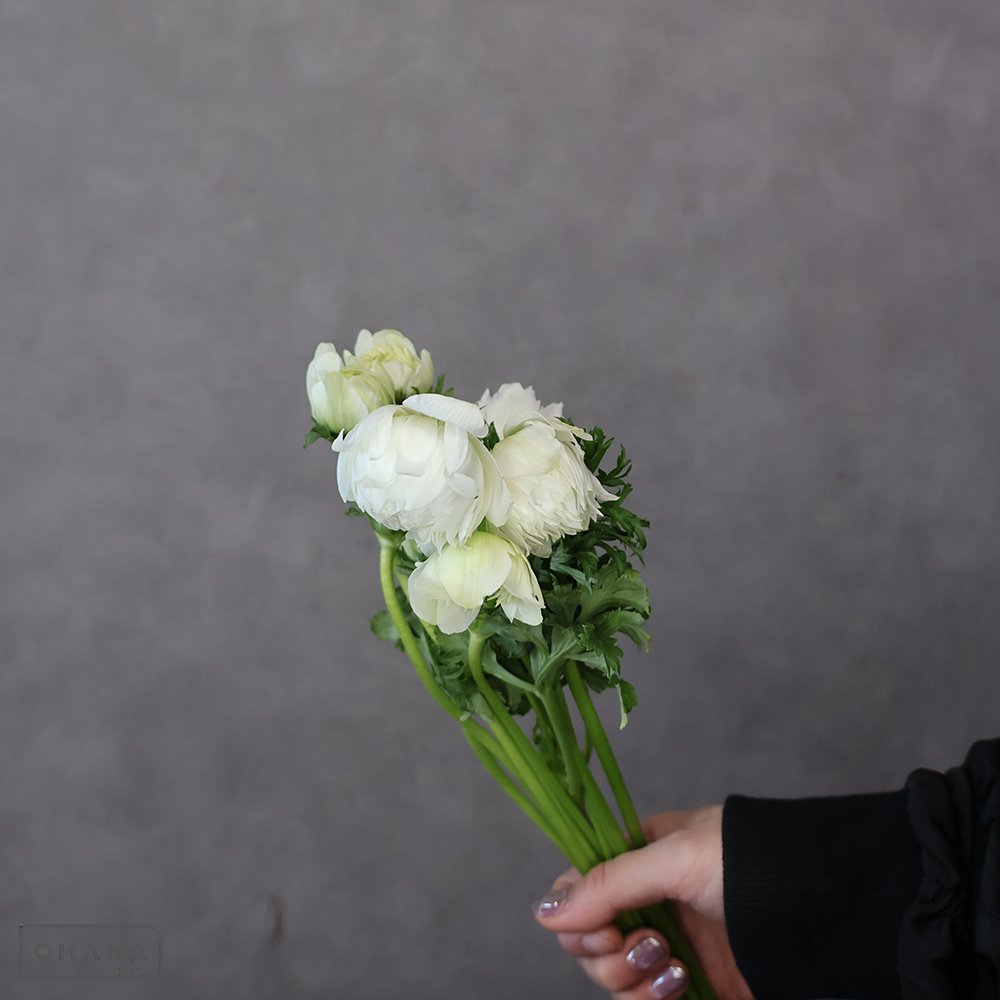 【SALE】アネモネ　フルスター ホワイト　秀 30cm　※クレーム対象外