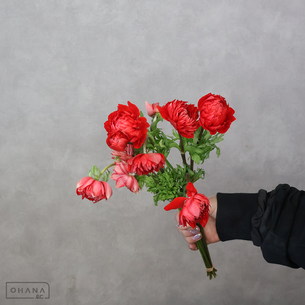 【SALE】アネモネ　フルスター レッド　秀 30cm　※クレーム対象外