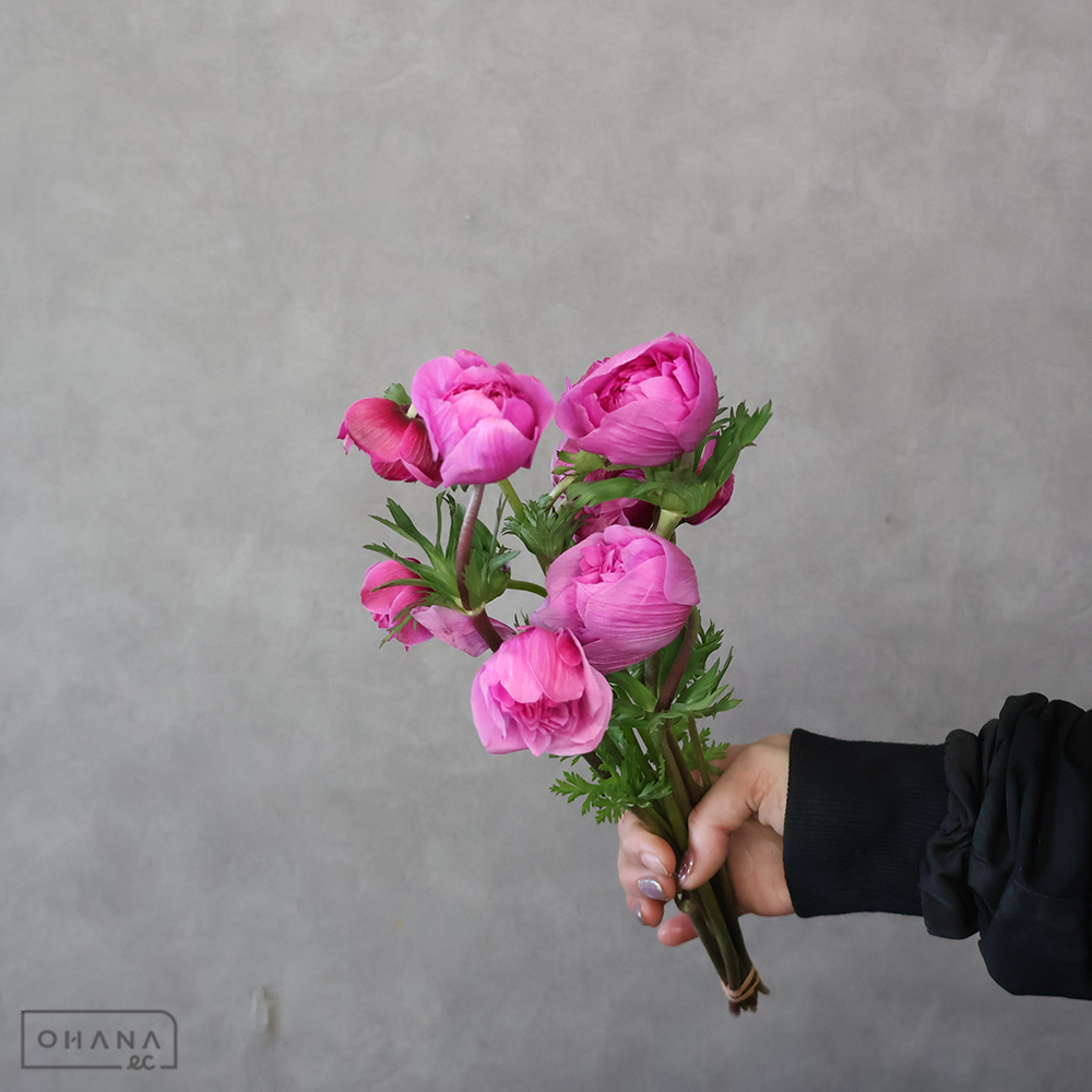 【SALE】アネモネ　フルスターローズピンク　秀 30cm　※クレーム対象外