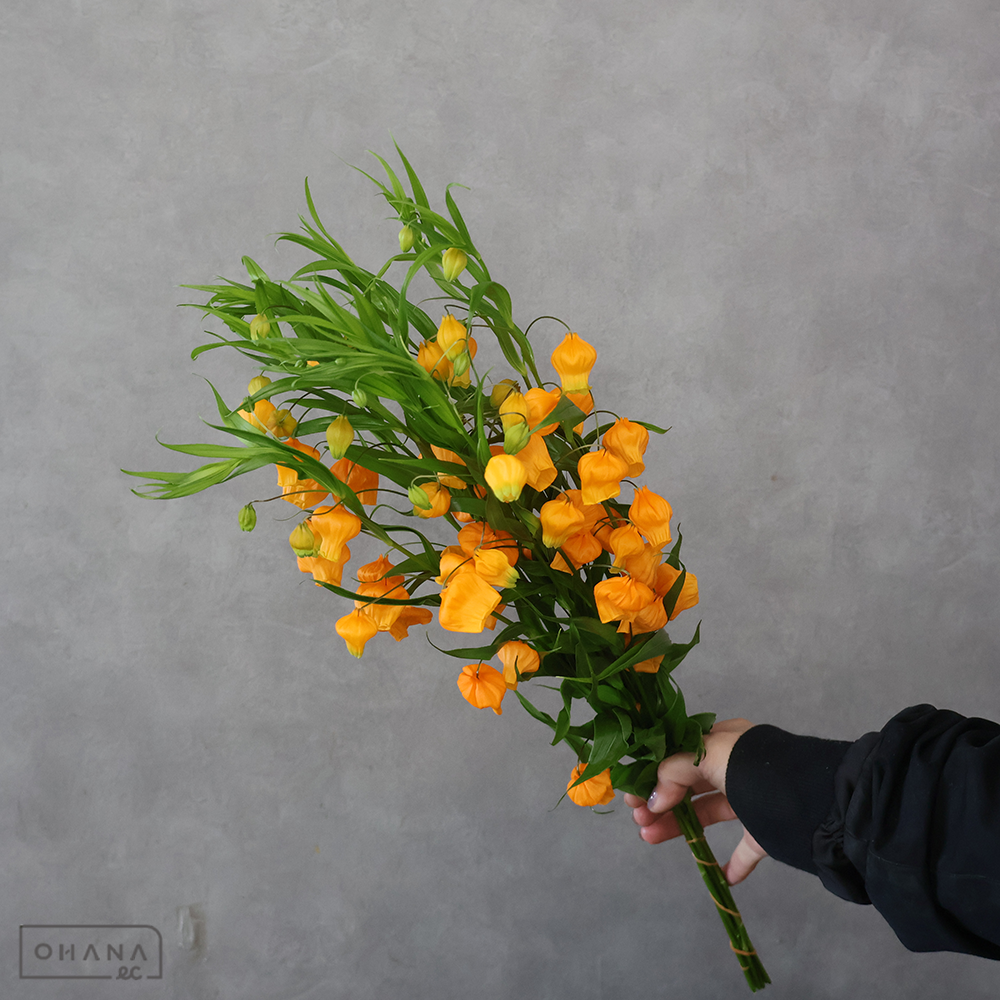 【SALE】サンダーソニア　　　 60cm　※クレーム対象外