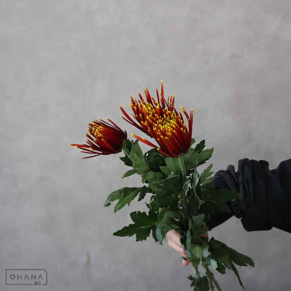 【SALE】ディスバッドマム　チスパ　※クレーム対象外