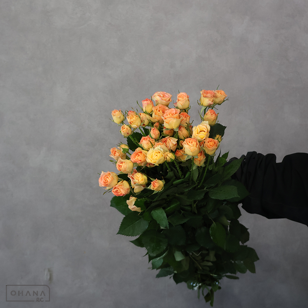 【SALE】Ｓバラ　シラーズ　秀 50cm　※クレーム対象外