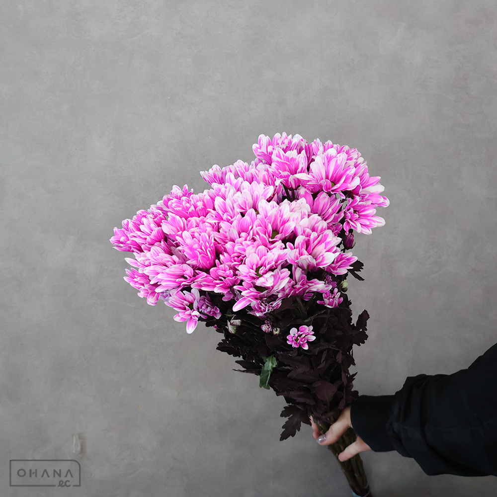 【SALE】スプレーマム　ゲーテ　 ②　※クレーム対象外