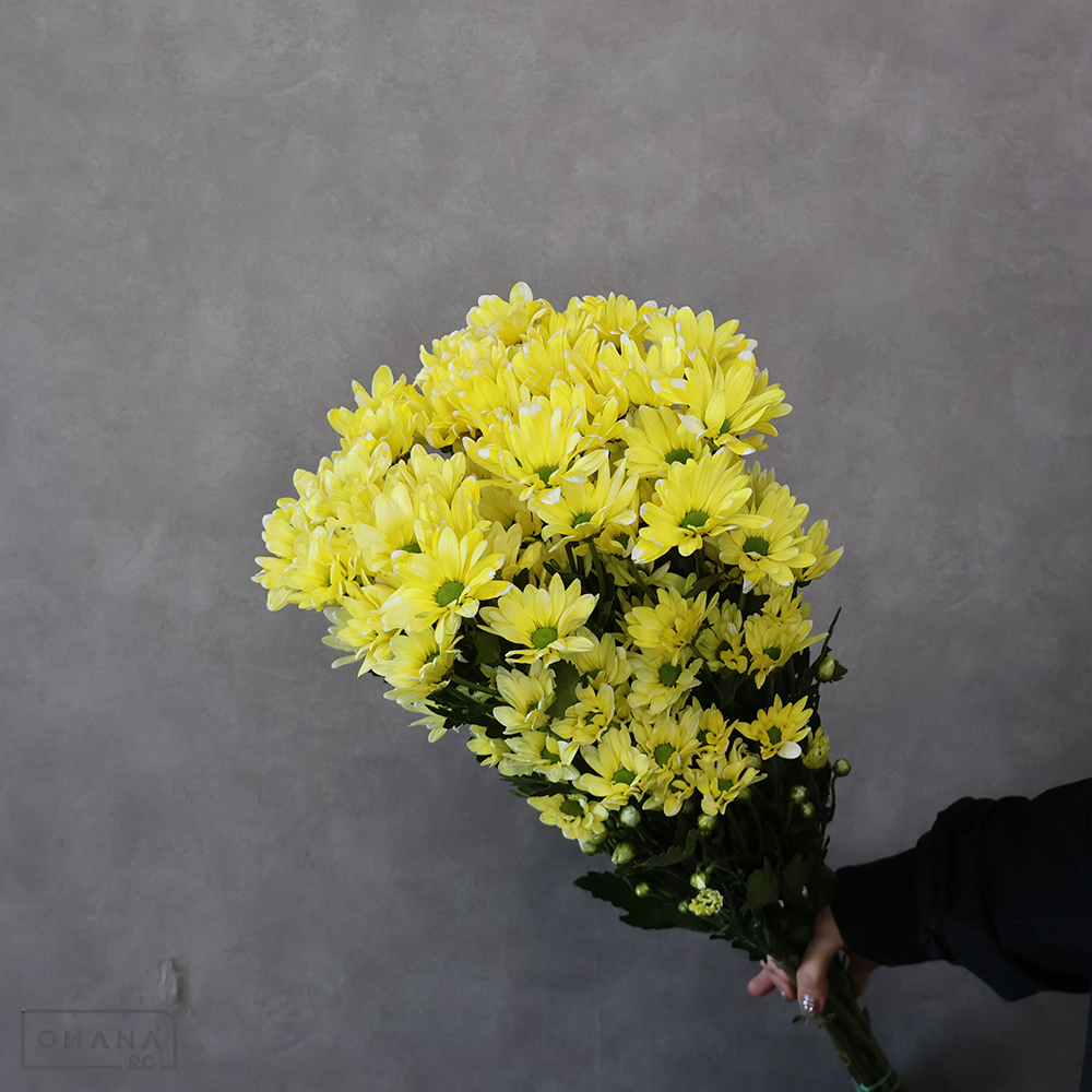 【SALE】スプレーマム　ゲーテ　 ③　※クレーム対象外