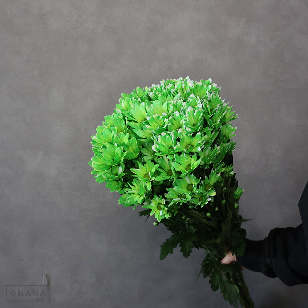 【SALE】スプレーマム　ゲーテ　 ⑤　※クレーム対象外