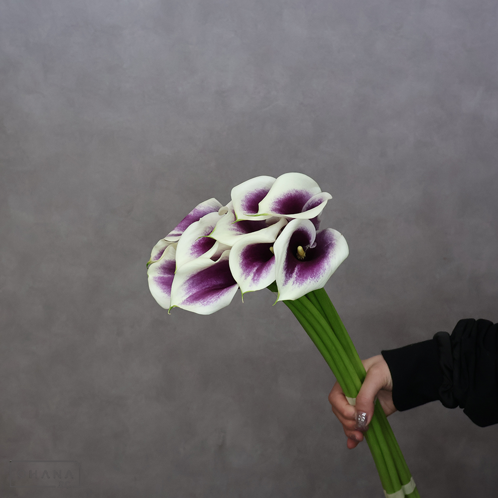 【SALE】カラー複色　ピカソ　M60-50　※クレーム対象外