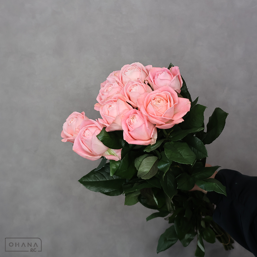 バラ　ラブリーファンデーション　秀70cm