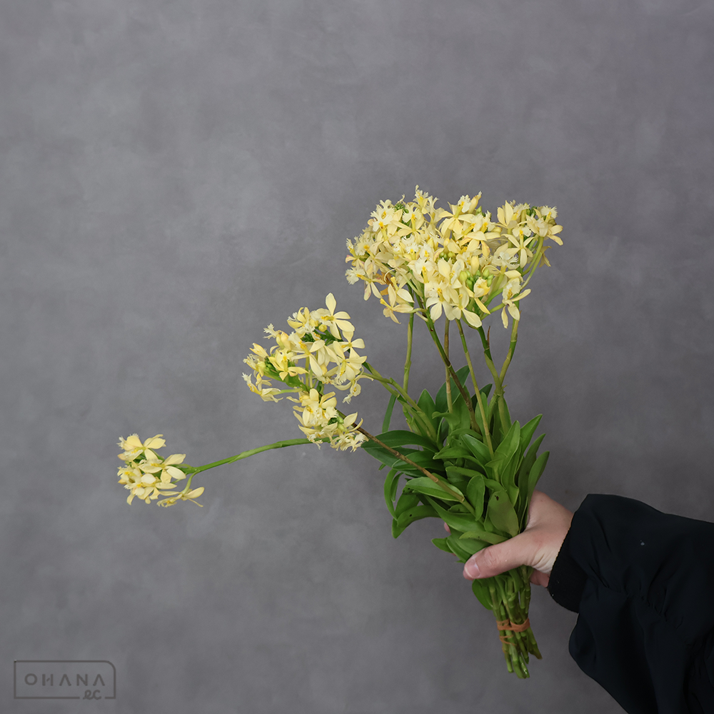 エピデンドラム ユキ ※少々花傷み　曲り