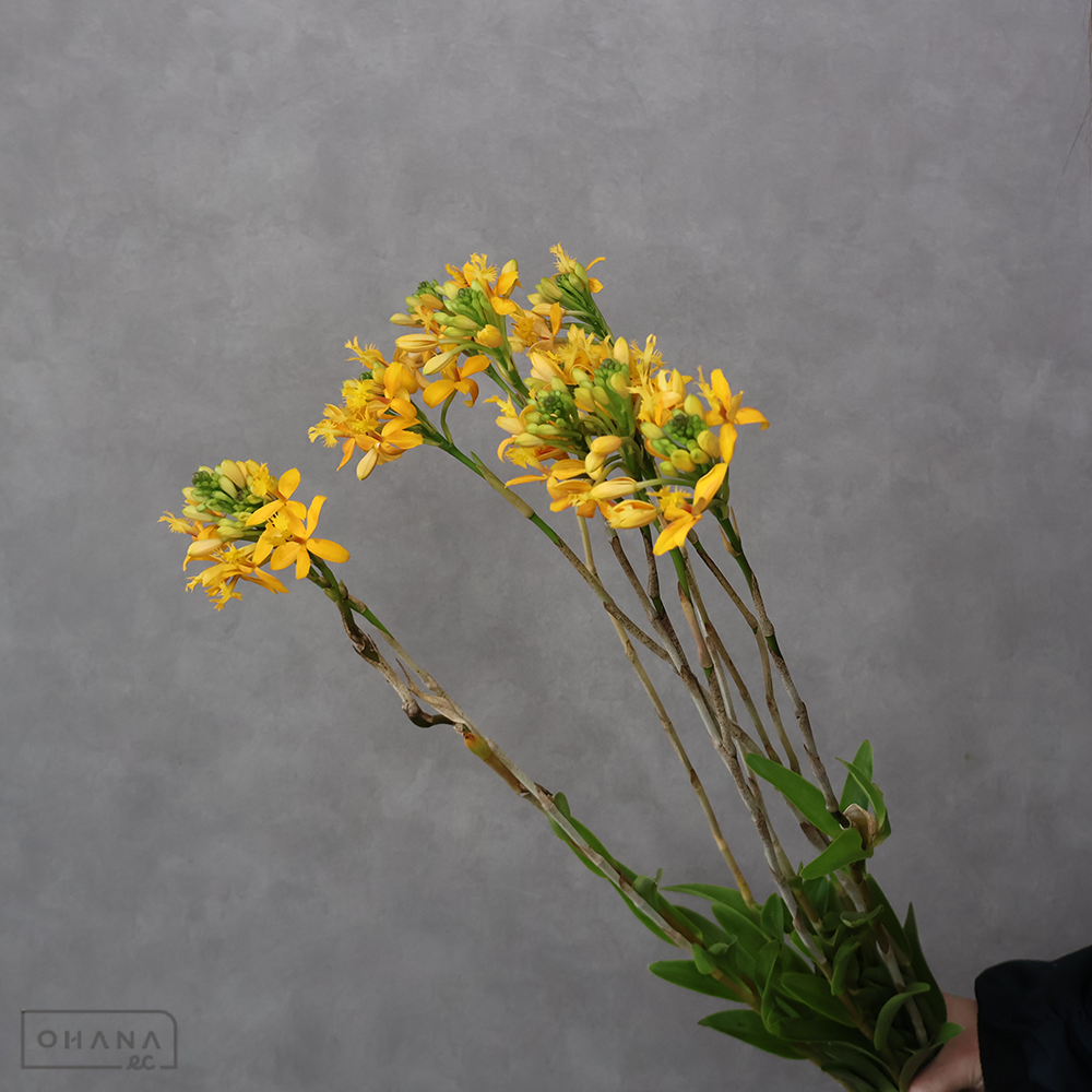 エピデンドラム オレンジイエロー　曲り