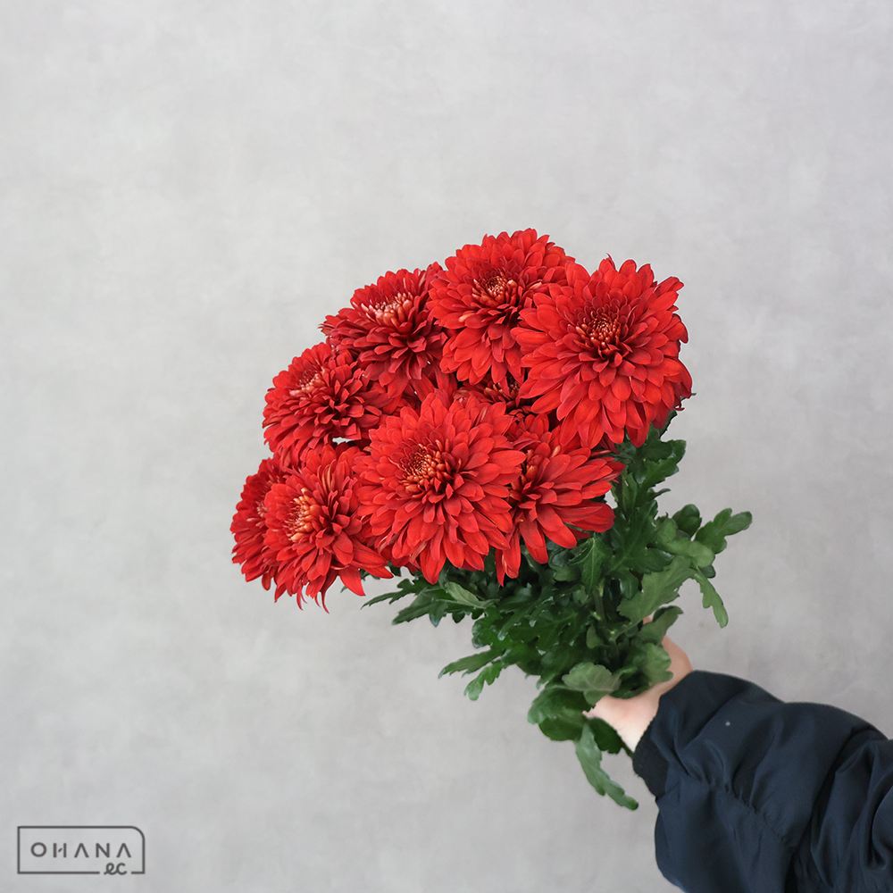 マム　マグナ　　秀75cm