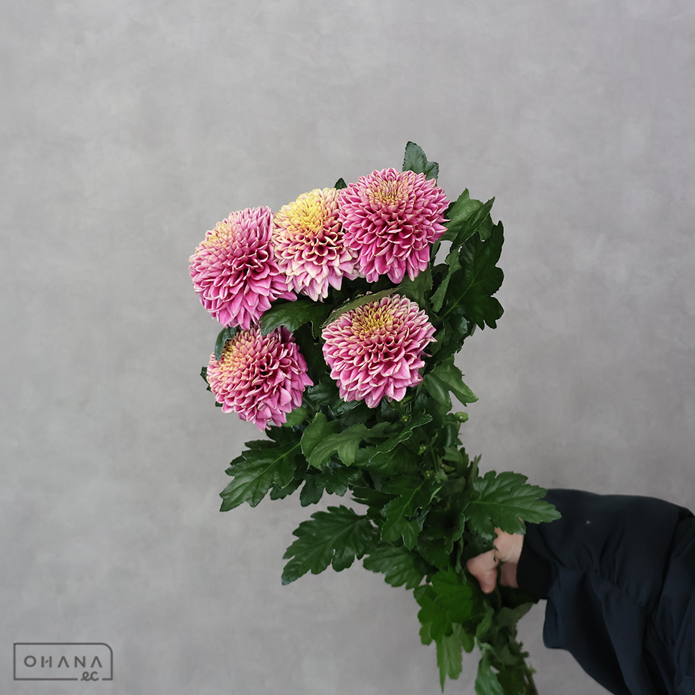 マム　ソウルス　秀3L