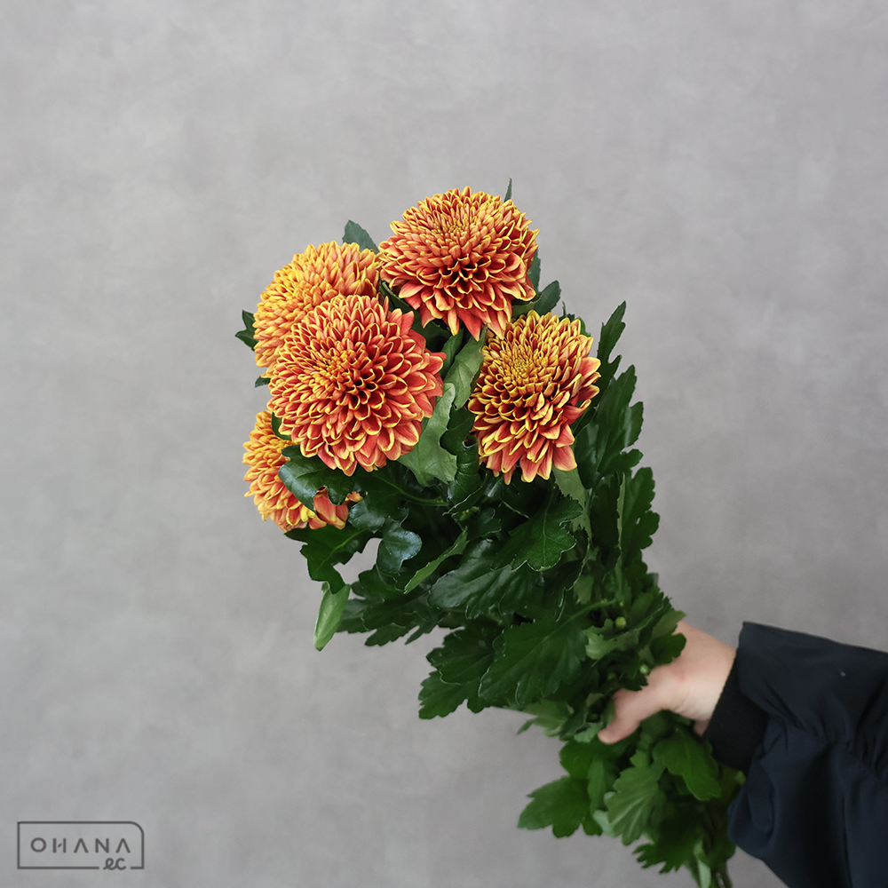 マム　みやび　秀3L