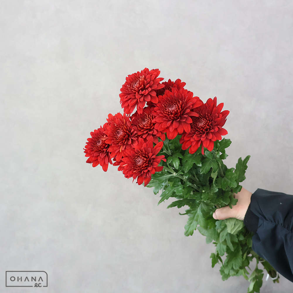 マム　マグナ　秀 M