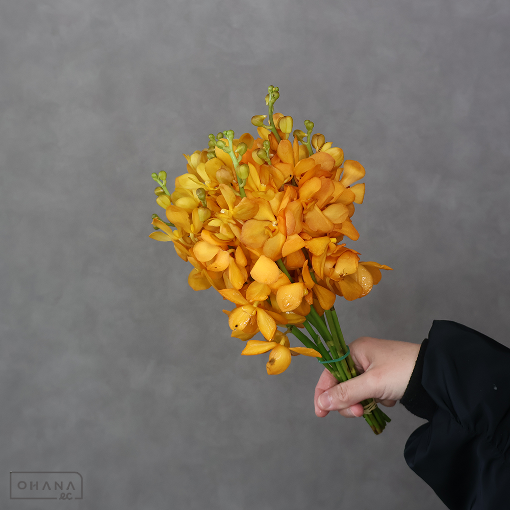 バンダ モカラ　サイアムゴールド　秀