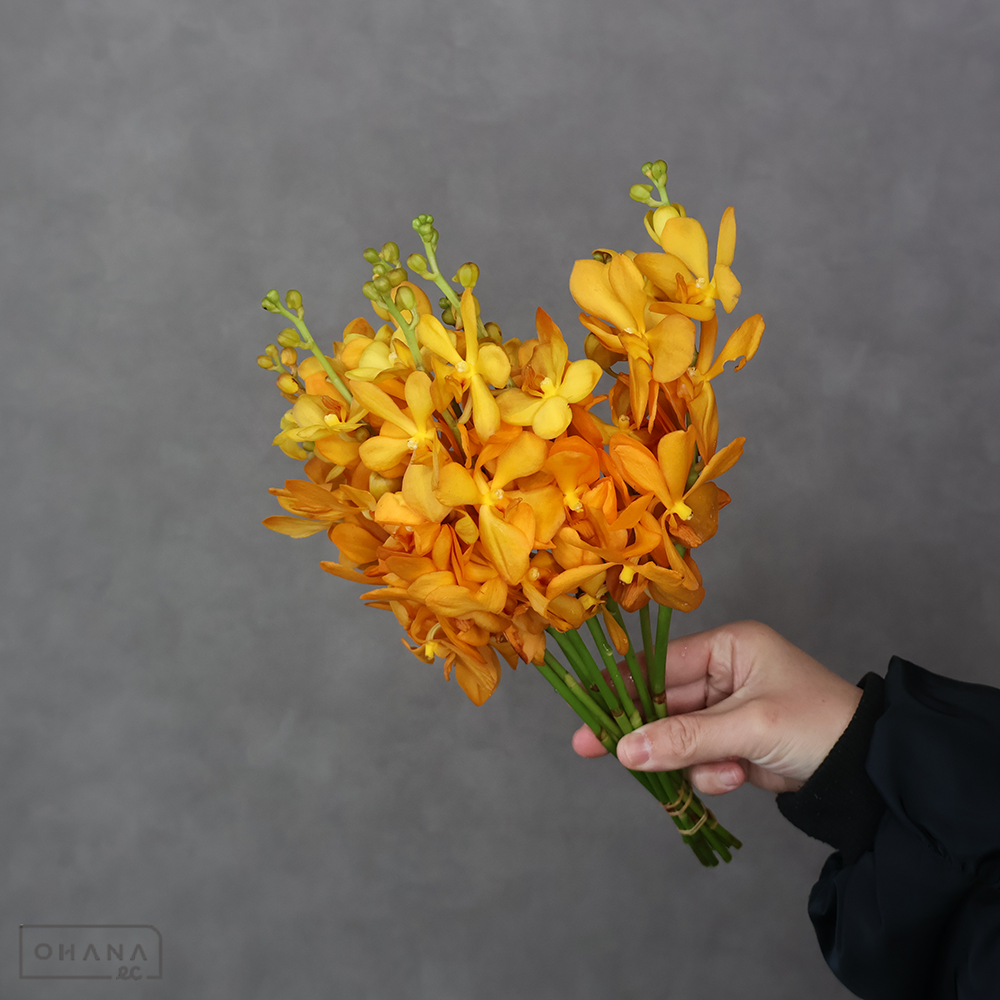 モカラ 　バンクティンオレンジ　M