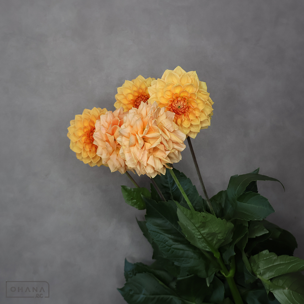 ダリア　ハミルトンジュニア　秀80cm