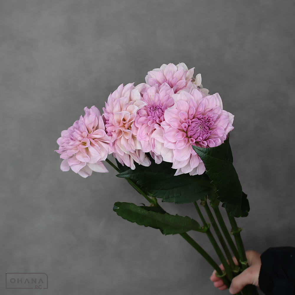 ダリア　ティアラ　A80CM